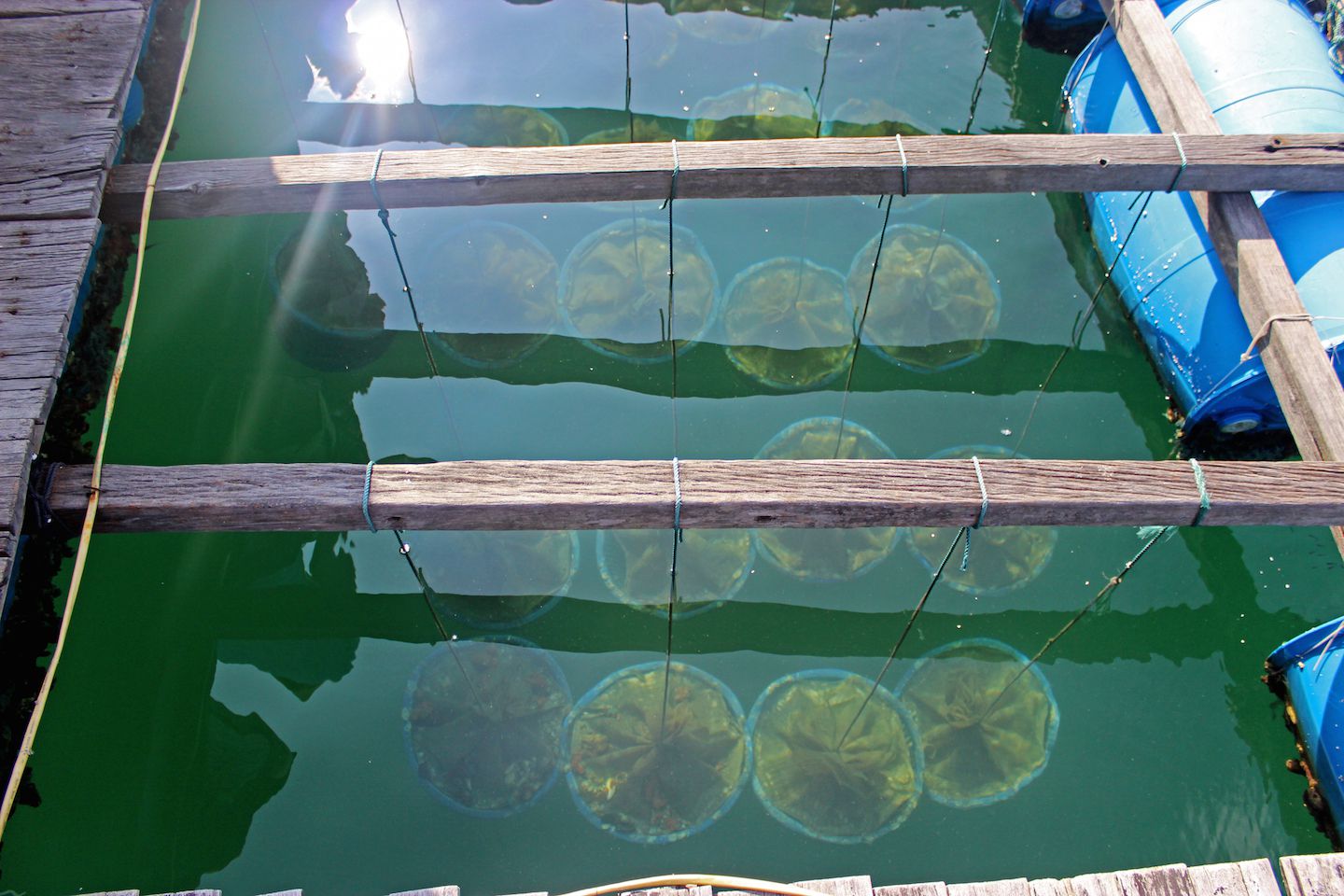 Oyster cultivation