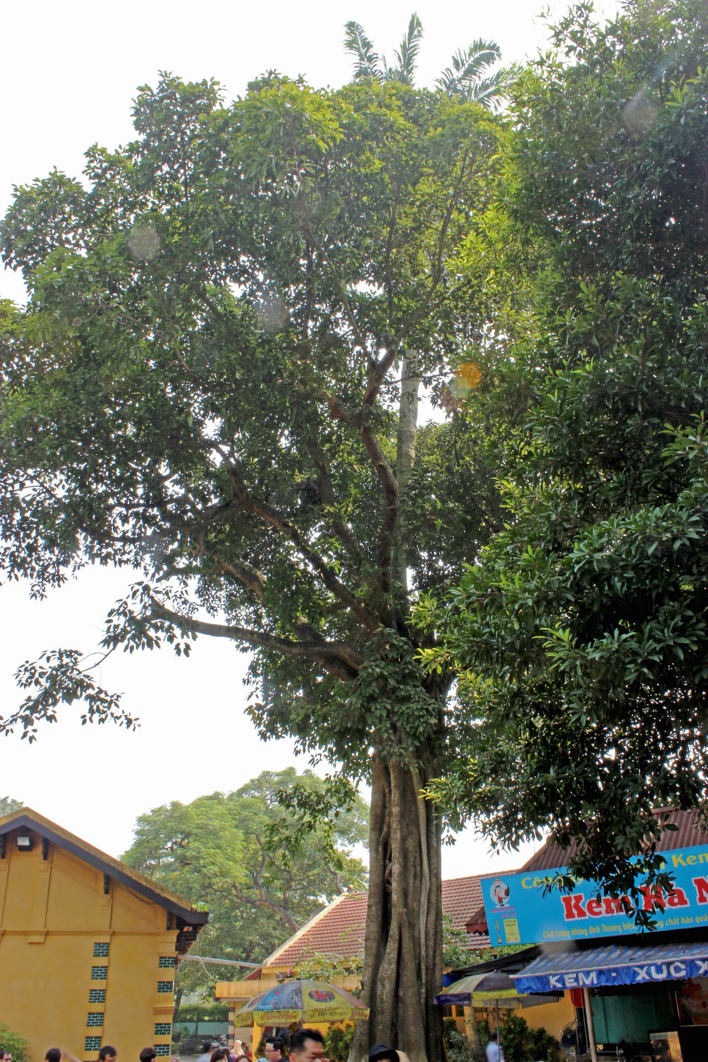 Palm tree growing inside another tree