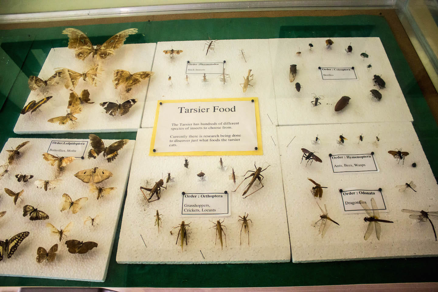 Tarsier food, Bohol, Philippines