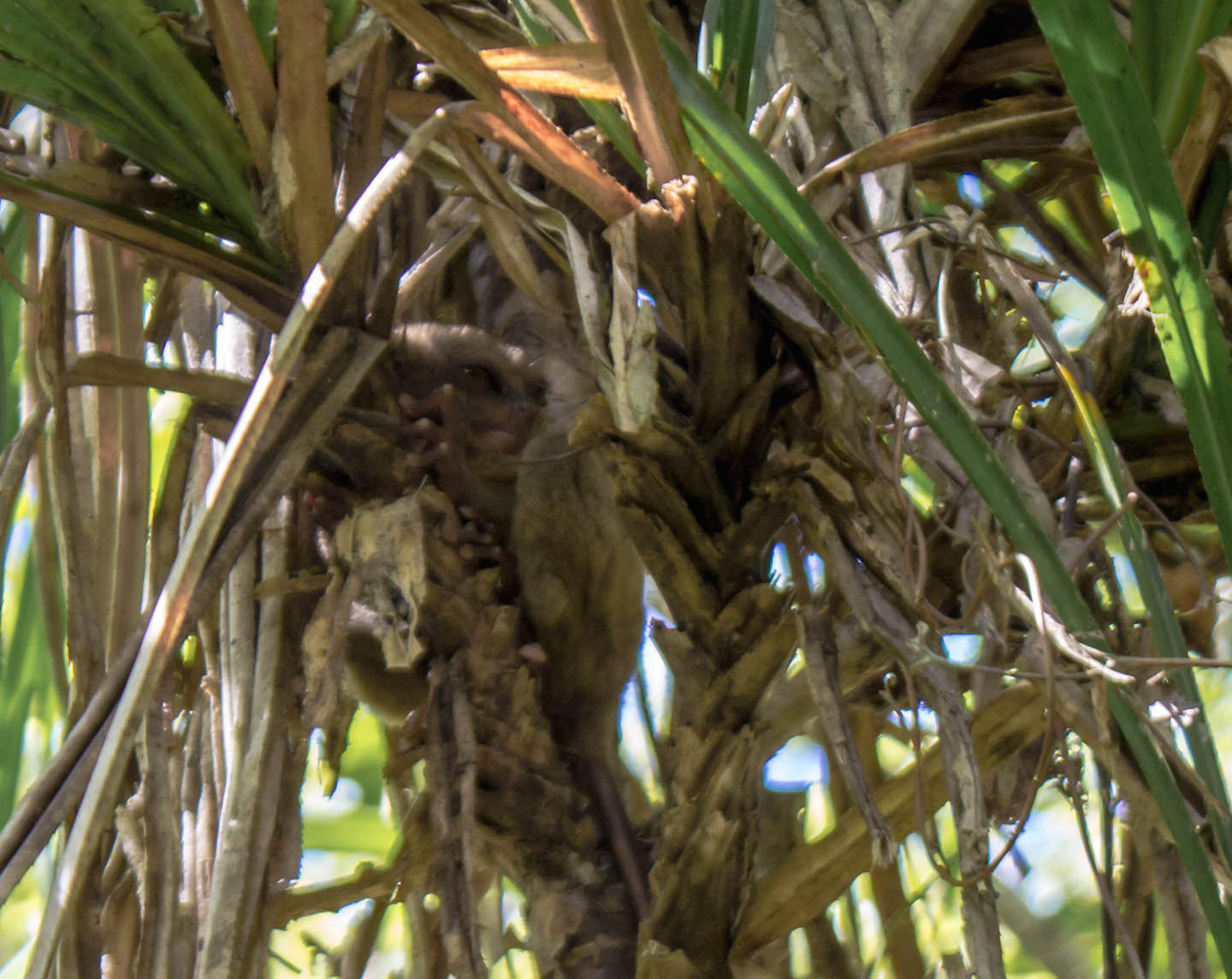 Tarsier sleeping on a tree branch, Bohol, Philippines