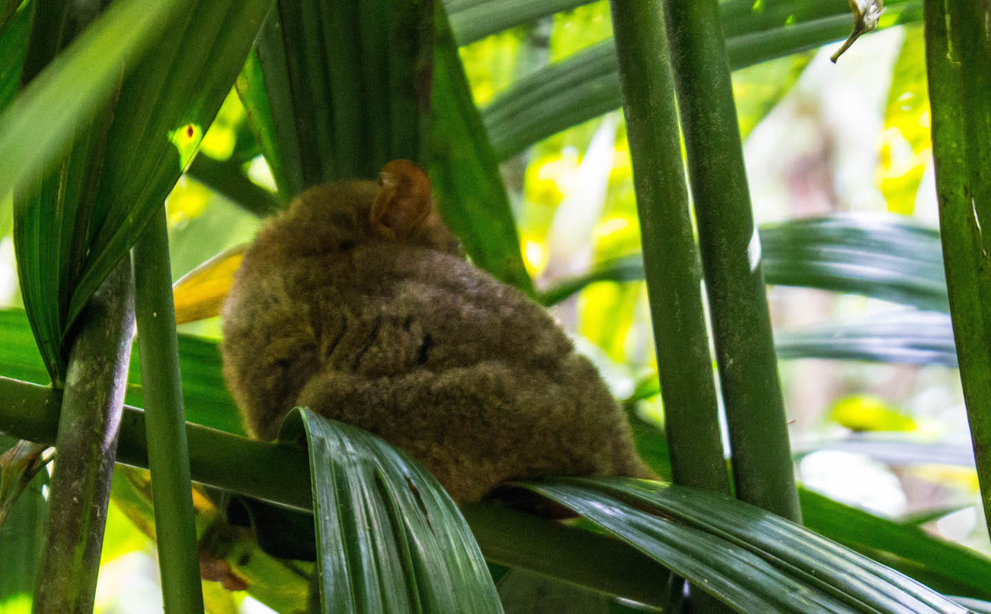 Tarsier, Bohol, Philippines