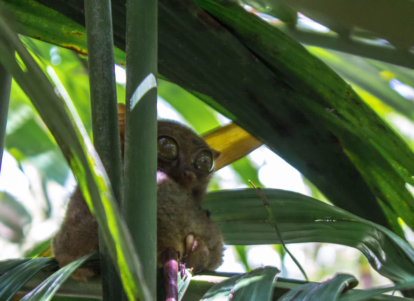 Tarsier looking at us, Bohol, Philippines