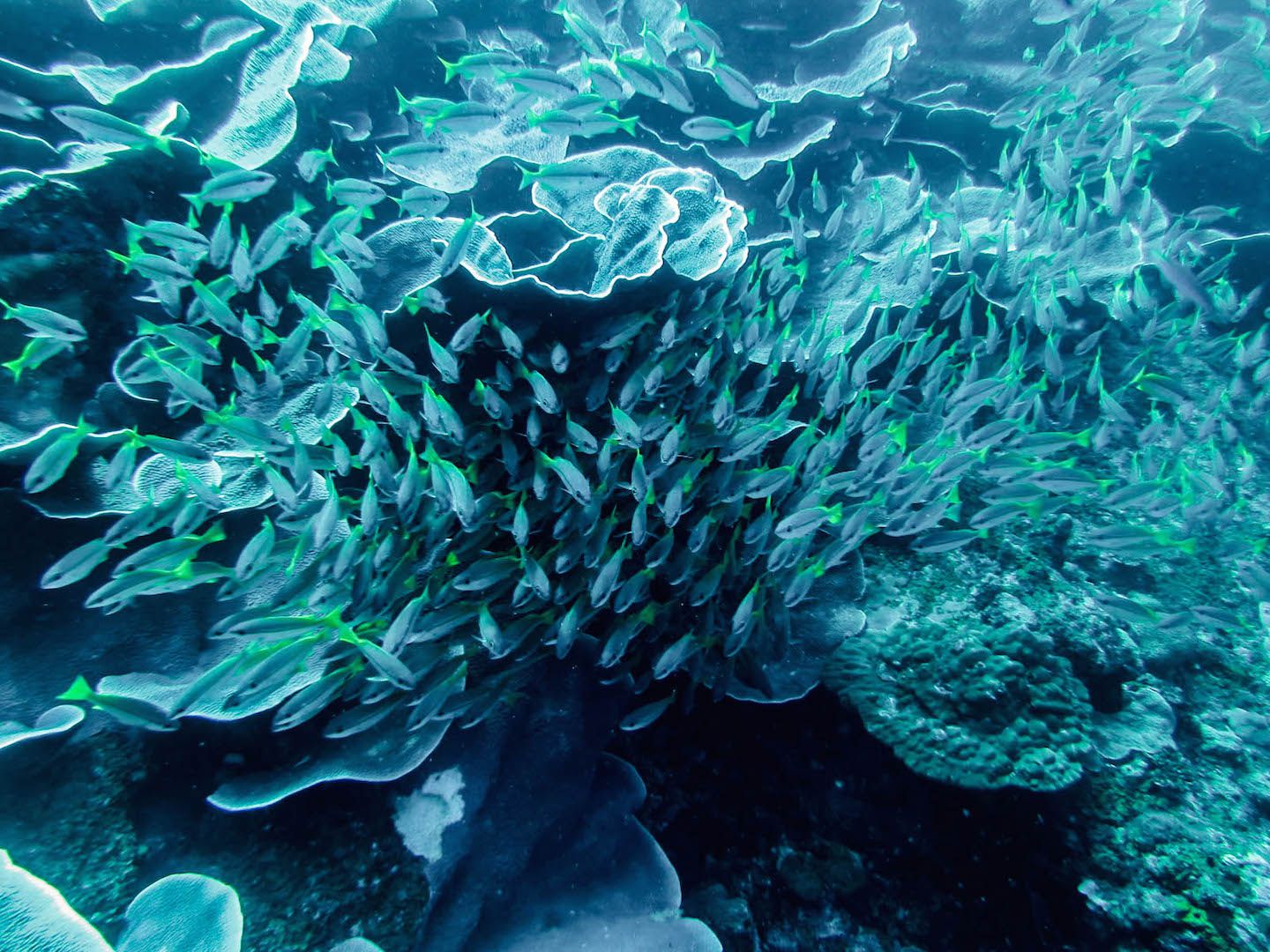 Group of fish and cabbage coral, South Miniloc Dive Site, El Nido, Philippines