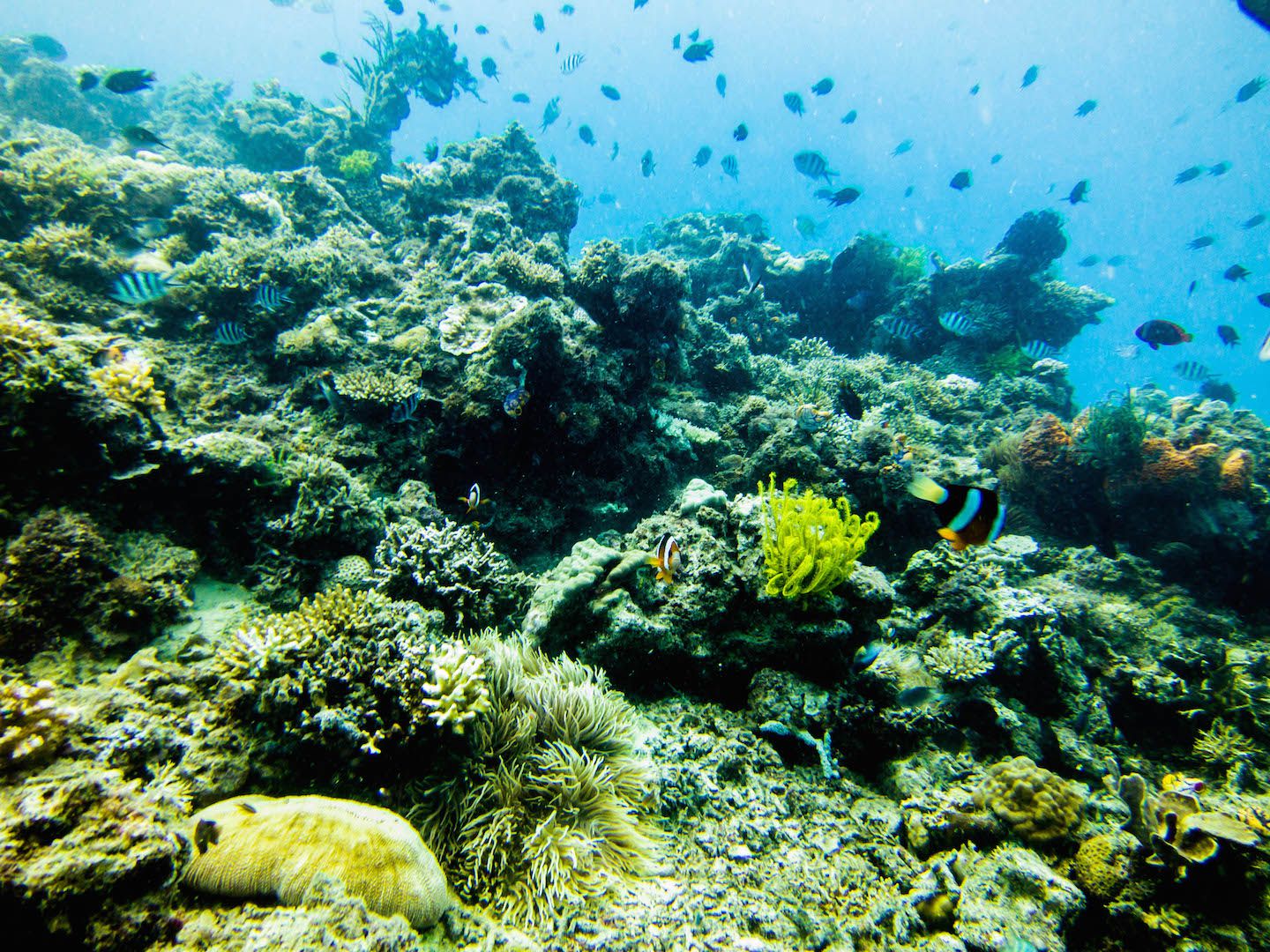 Fish at Twin Rocks dive site, El Nido, Philippines