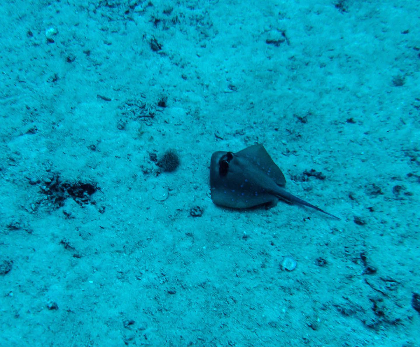 Stingray at Twin Rocks Dive Site, El Nido, Philippines