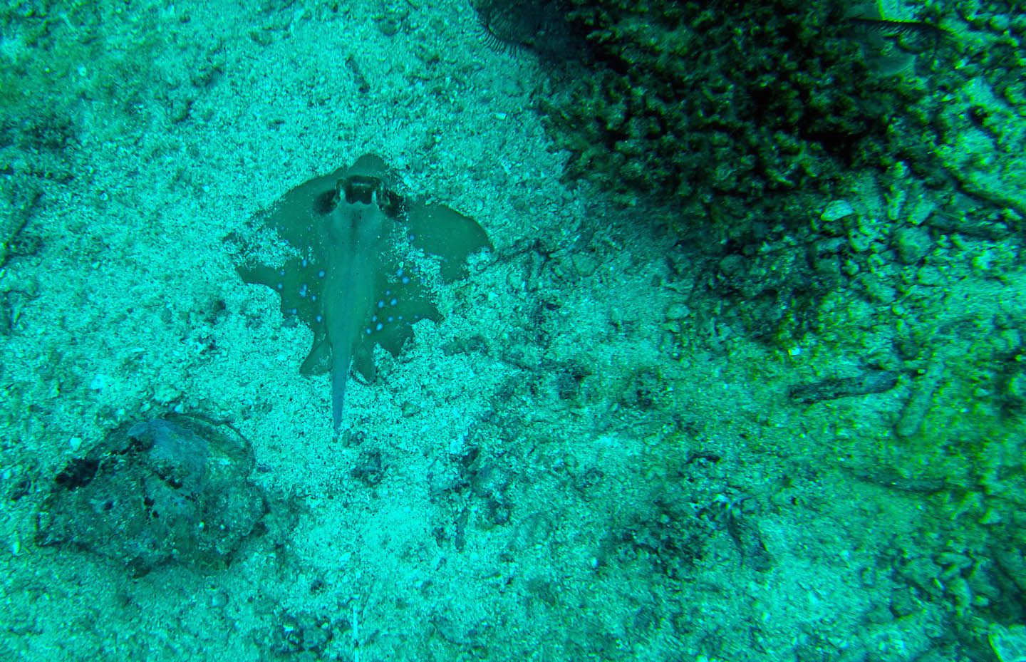 Stingray hiding in the sand, Twin Rocks Dive Site, El Nido, Philippines