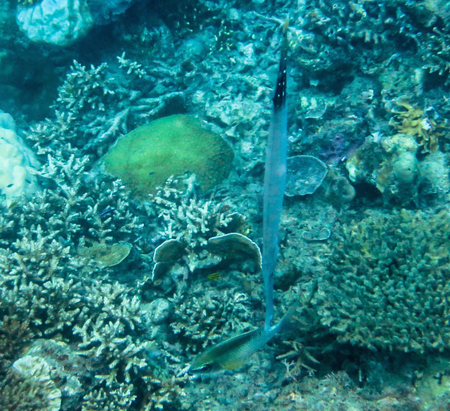 Trumpetfish at Twin Rocks Dive Site, El Nido, Philippines