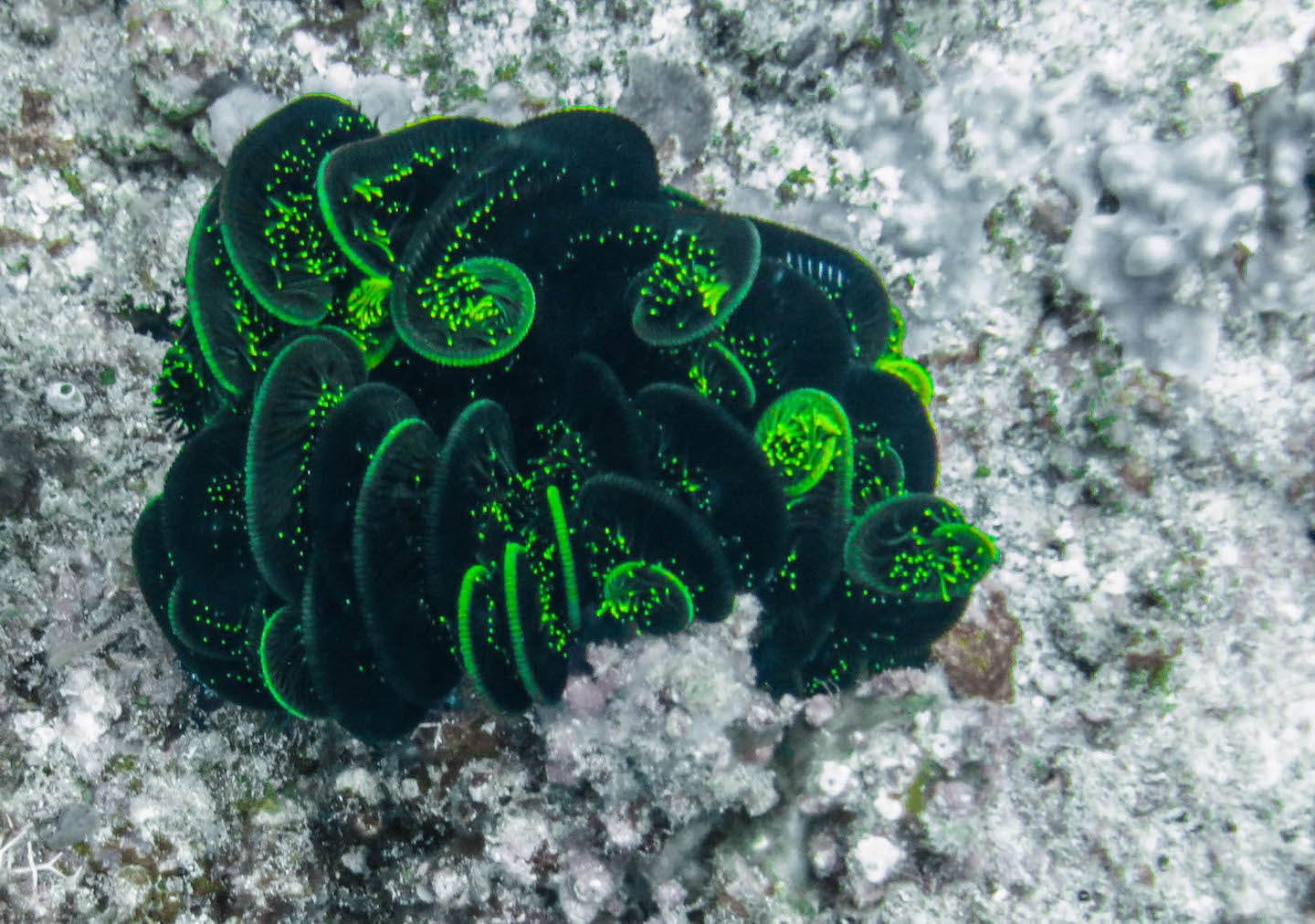 Beautiful coral at Twin Rocks Dive Site, El Nido, Philippines