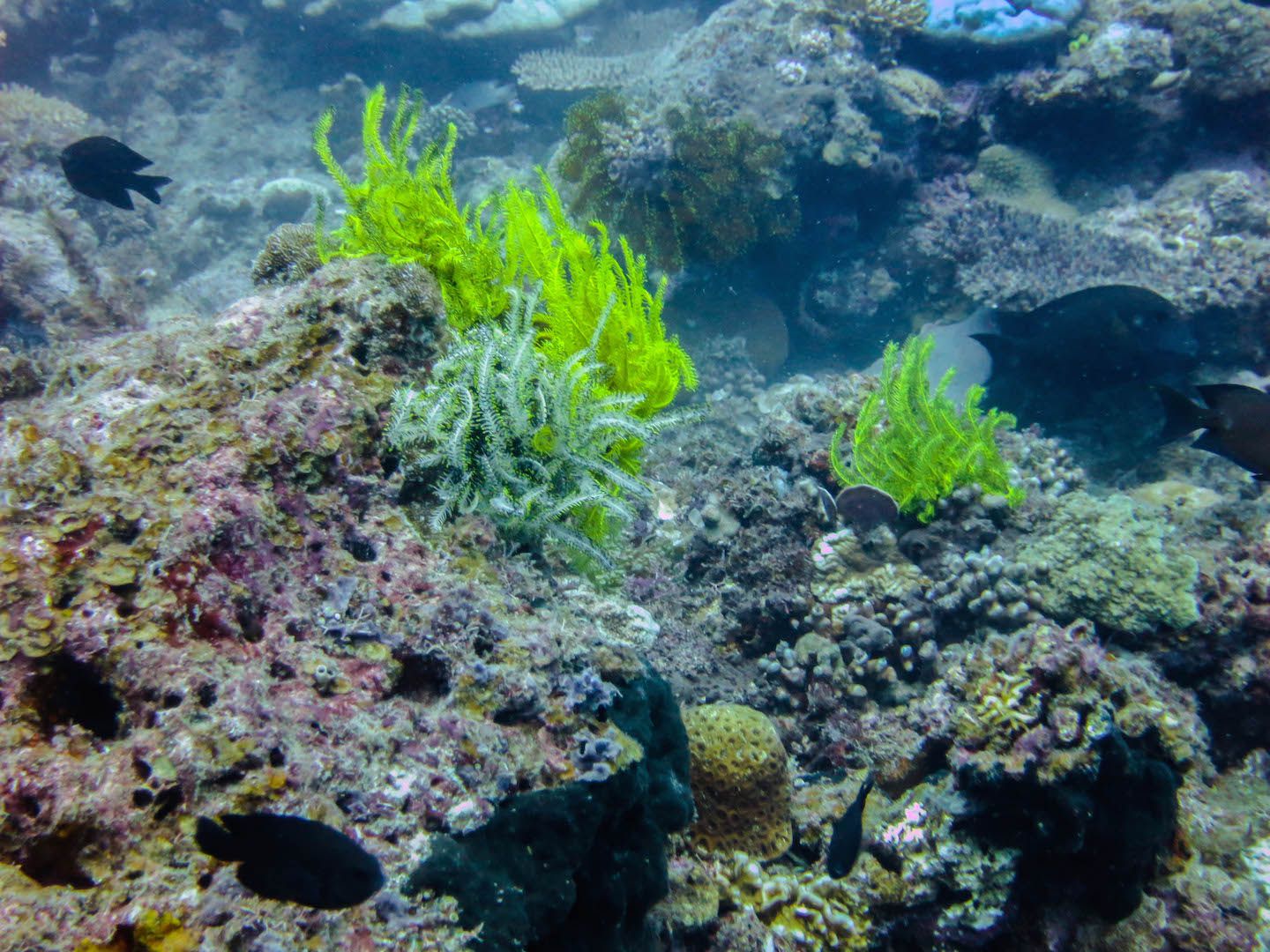 Green corals at South Miniloc Dive Site, El Nido, Philippines