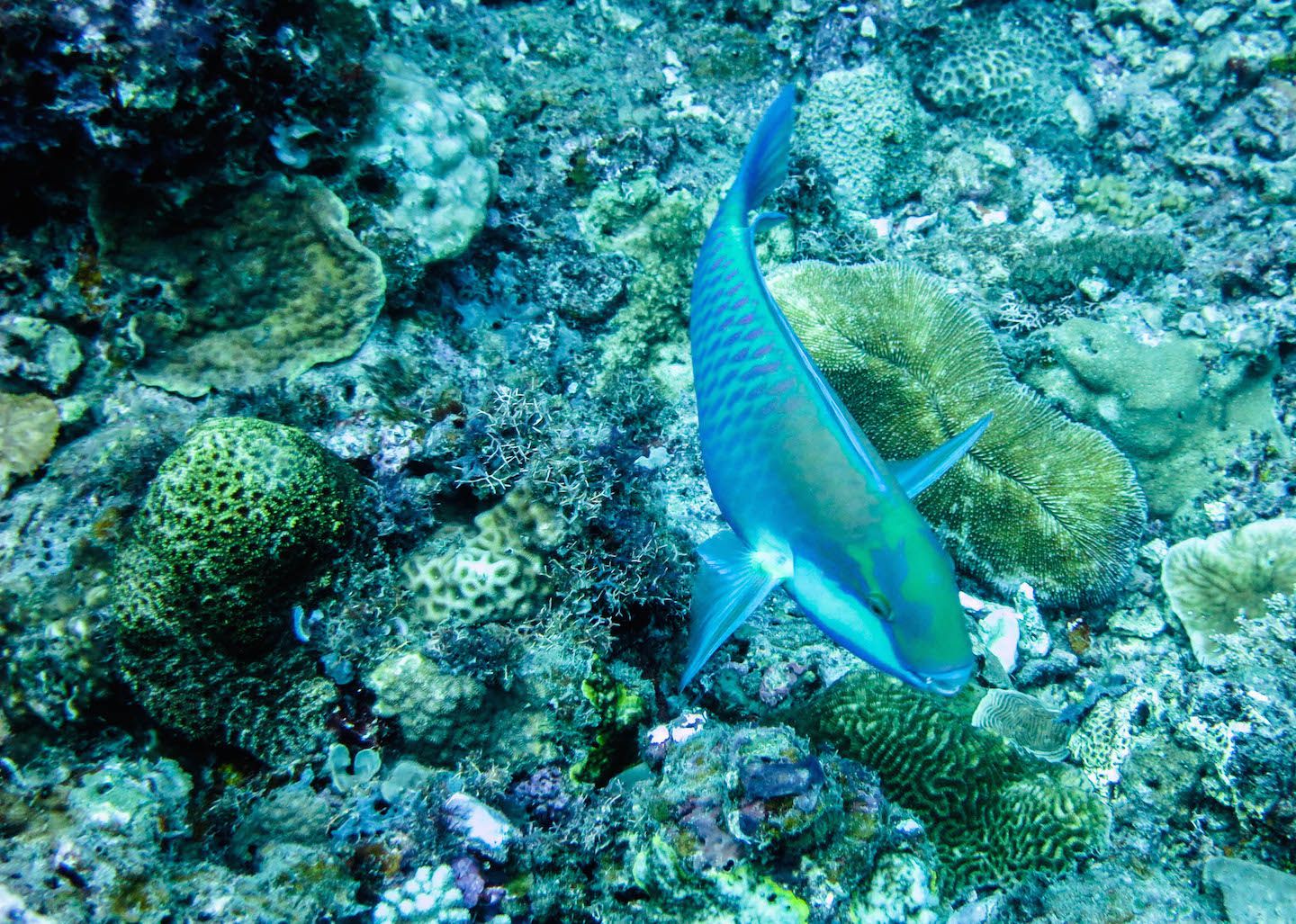 Fish at South Miniloc Dive Site, El Nido, Philippines