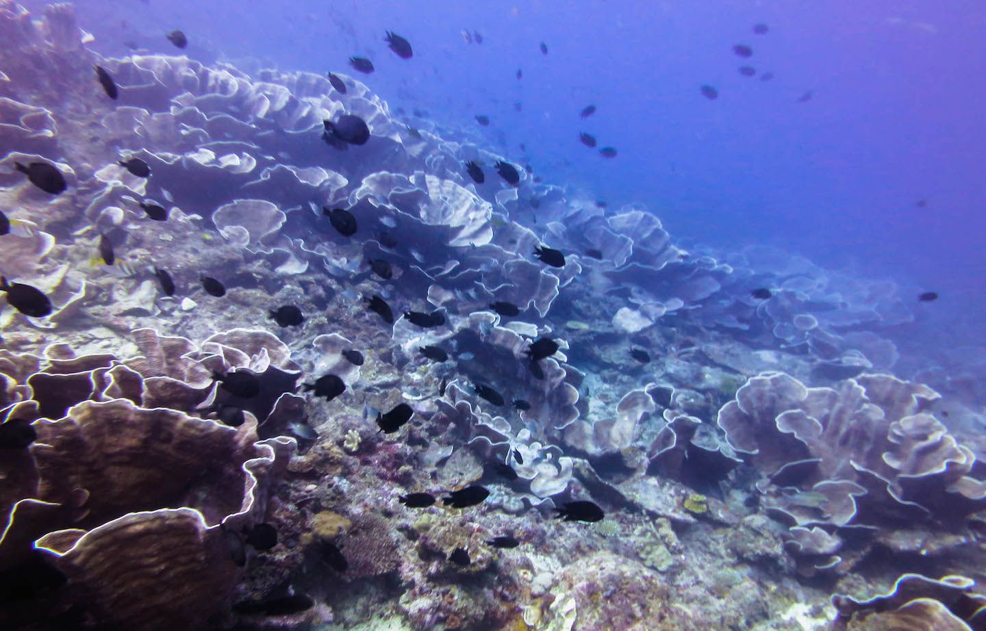 Cabbage coral at South Miniloc Dive Site, El Nido, Philippines