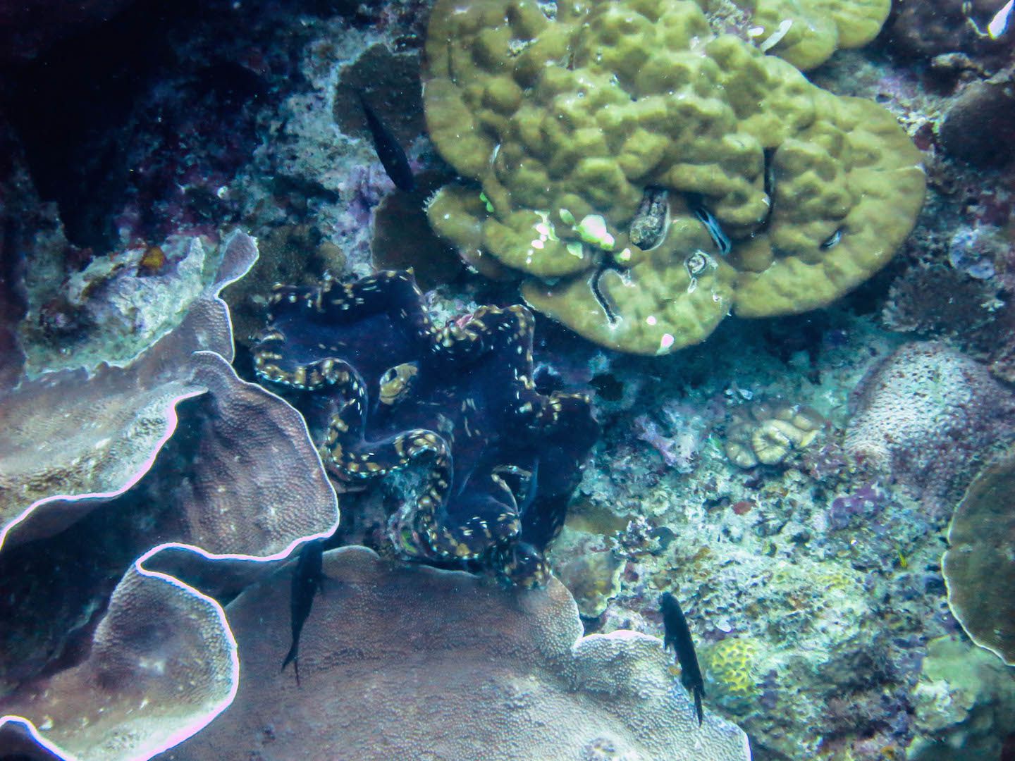 Oyster, South Miniloc Dive Site, El Nido, Philippines