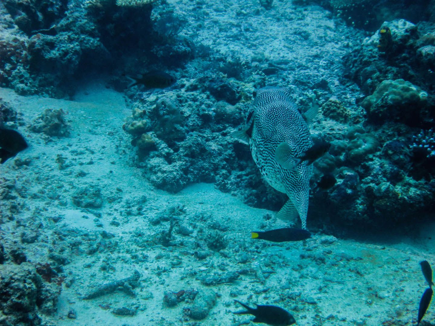 Pufferfish, South Miniloc Dive Site, El Nido, Philippines