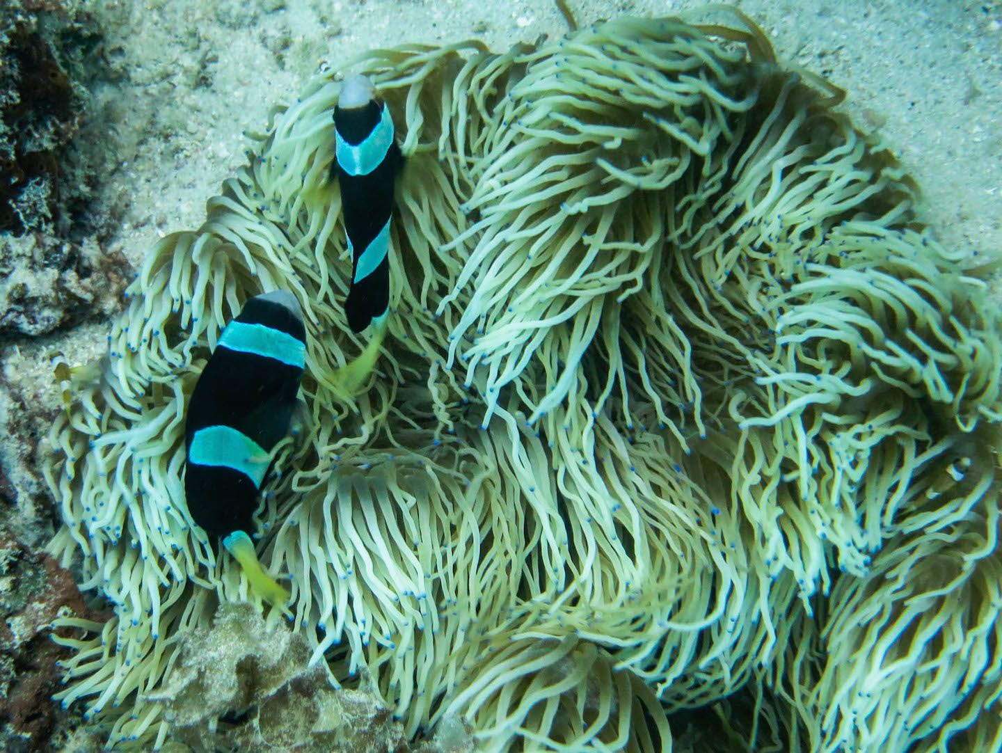 Clown fish, South Miniloc Dive Site, El Nido, Philippines