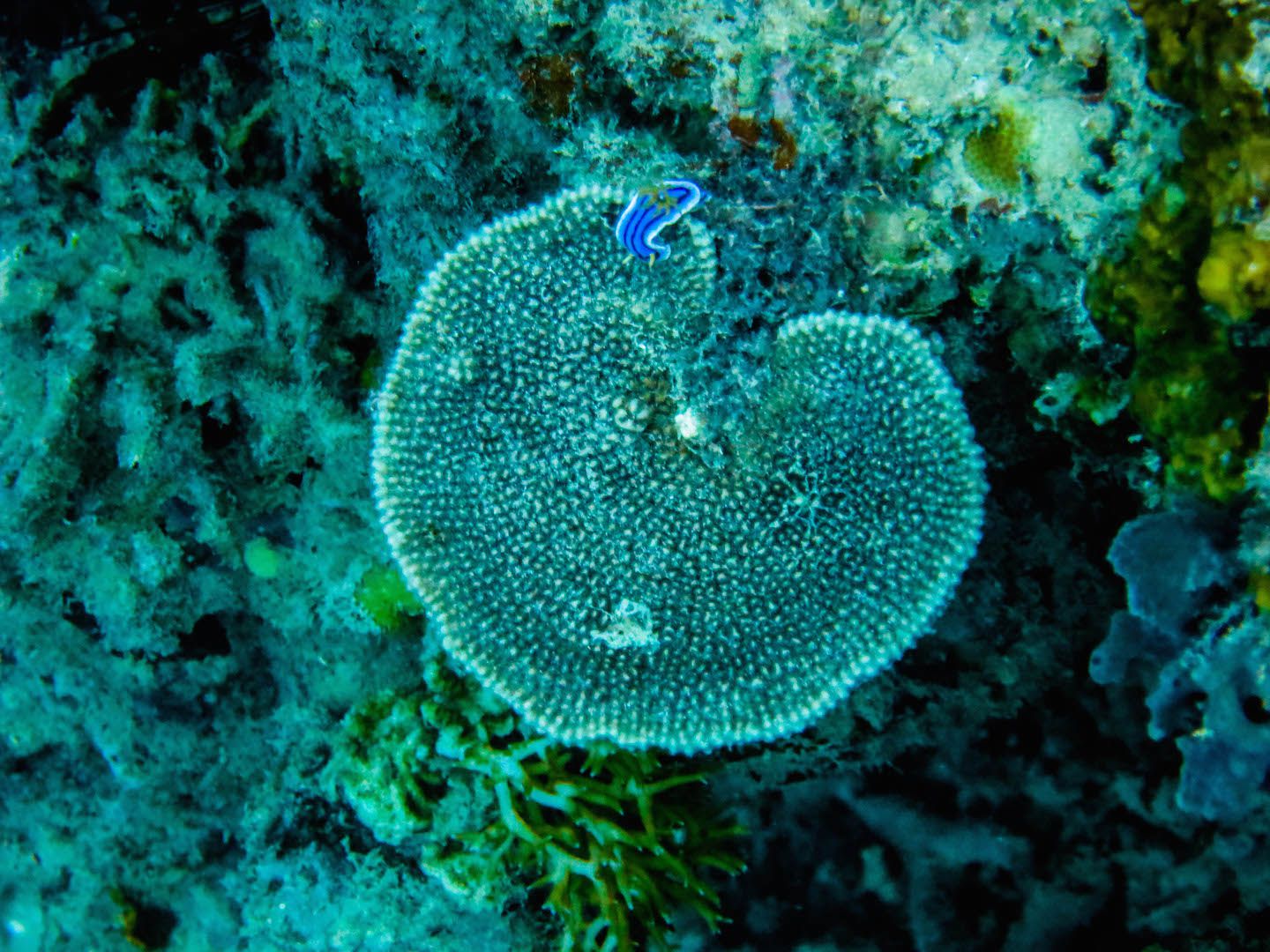 Nudibranch at South Miniloc Dive Site, El Nido, Philippines
