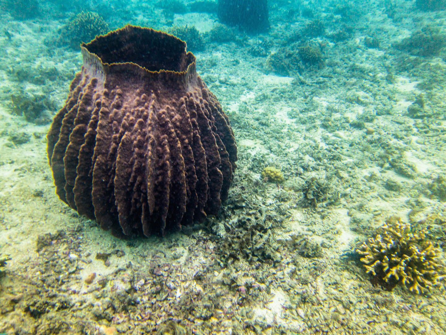 Barrel sponge, Natnat Dive Site, El Nido, Philippines