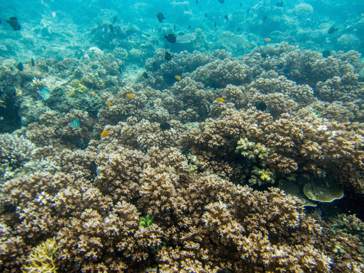 Corals at Natnat Dive Site, El Nido, Philippines