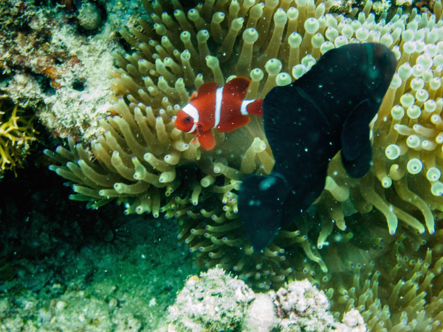 Clown fish at Natnat Dive Site, El Nido, Philippines