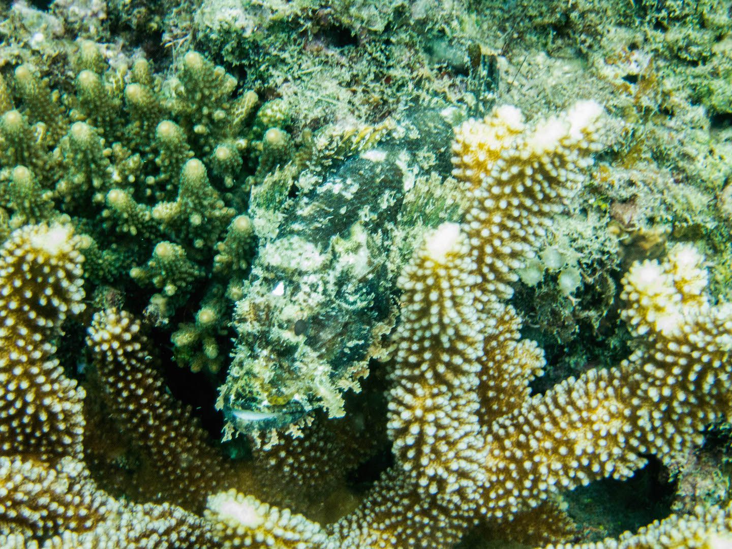 Can you spot the fish?, Natnat Dive Site, El Nido, Philippines
