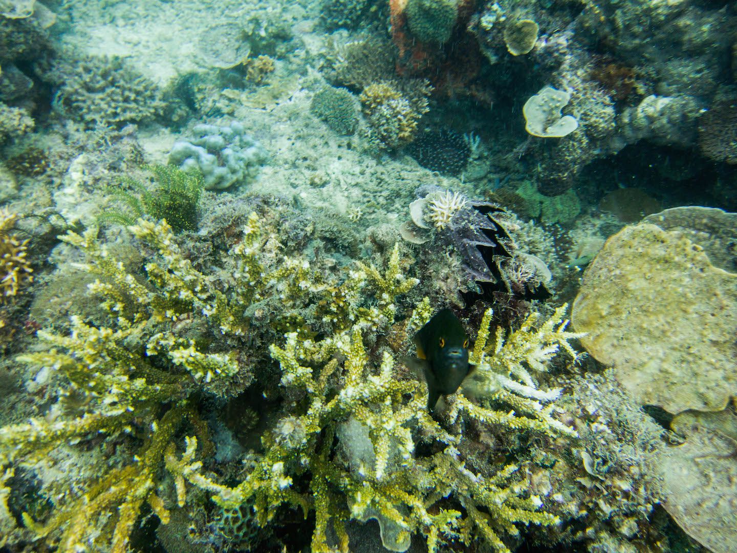 Oyster at Natnat Dive Site, El Nido, Philippines