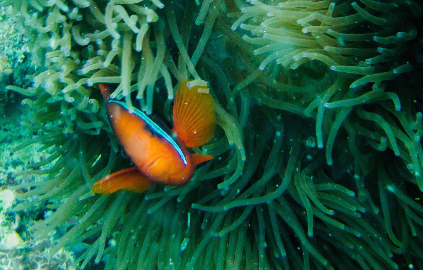 Clown fish hiding in the anemone, Natnat Dive Site, El Nido, Philippines