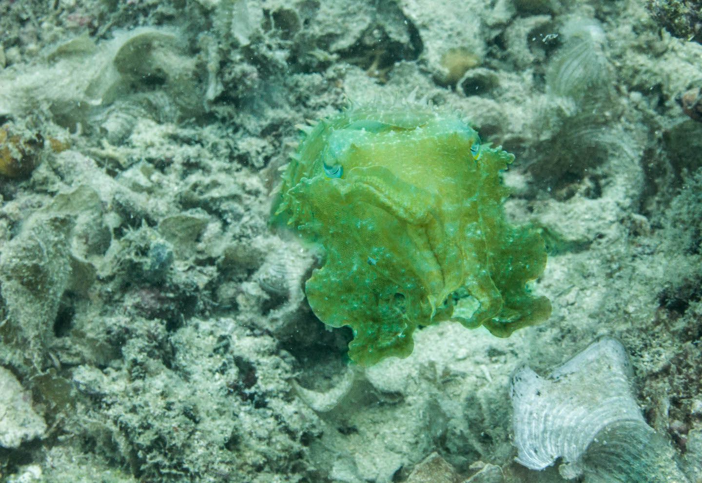 Cuttlefish closeup, Natnat Dive Site, El Nido, Philippines
