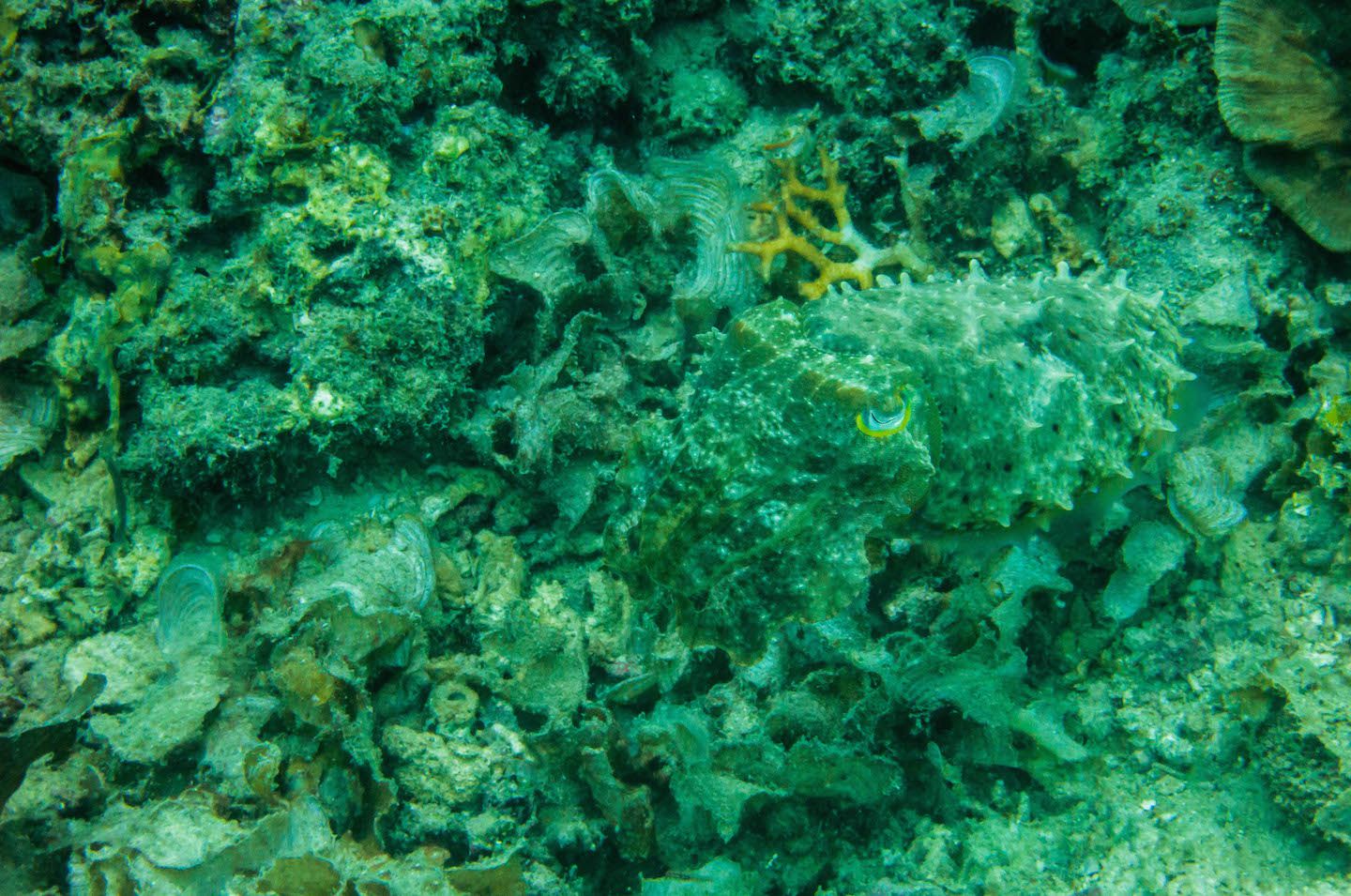 Can you spot the cuttlefish?, Natnat Dive Site, El Nido, Philippines