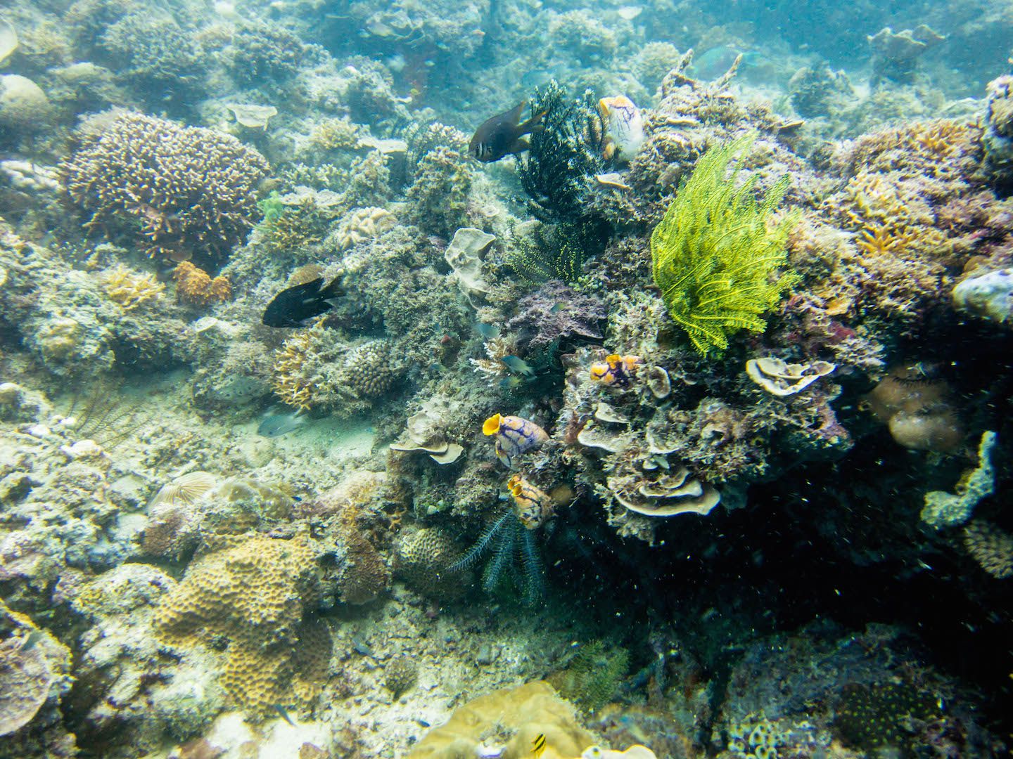 Colorful corals, Natnat Dive Site, El Nido, Philippines
