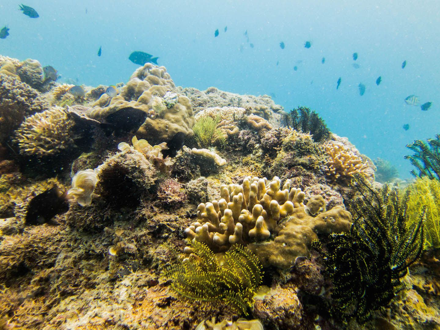 Beautiful coral at Natnat Dive Site, El Nido, Philippines