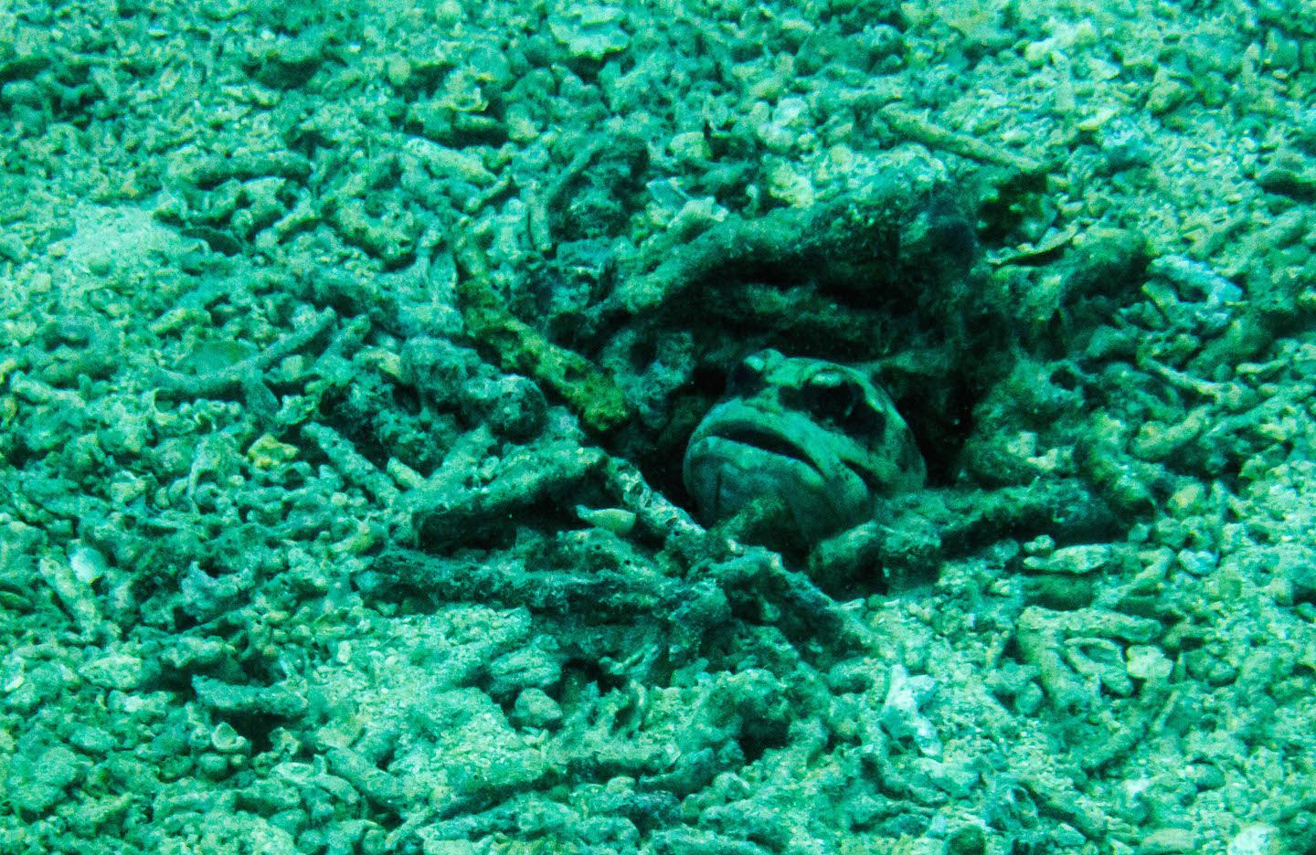 Jawfish, Natnat Dive Site, El Nido, Philippines