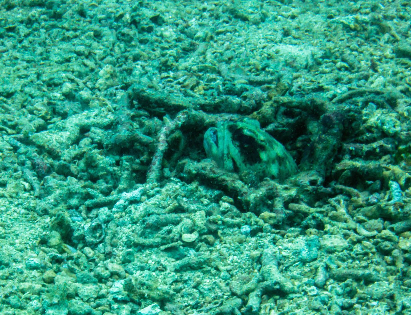 Jawfish hiding in its hole, Natnat Dive Site, El Nido, Philippines