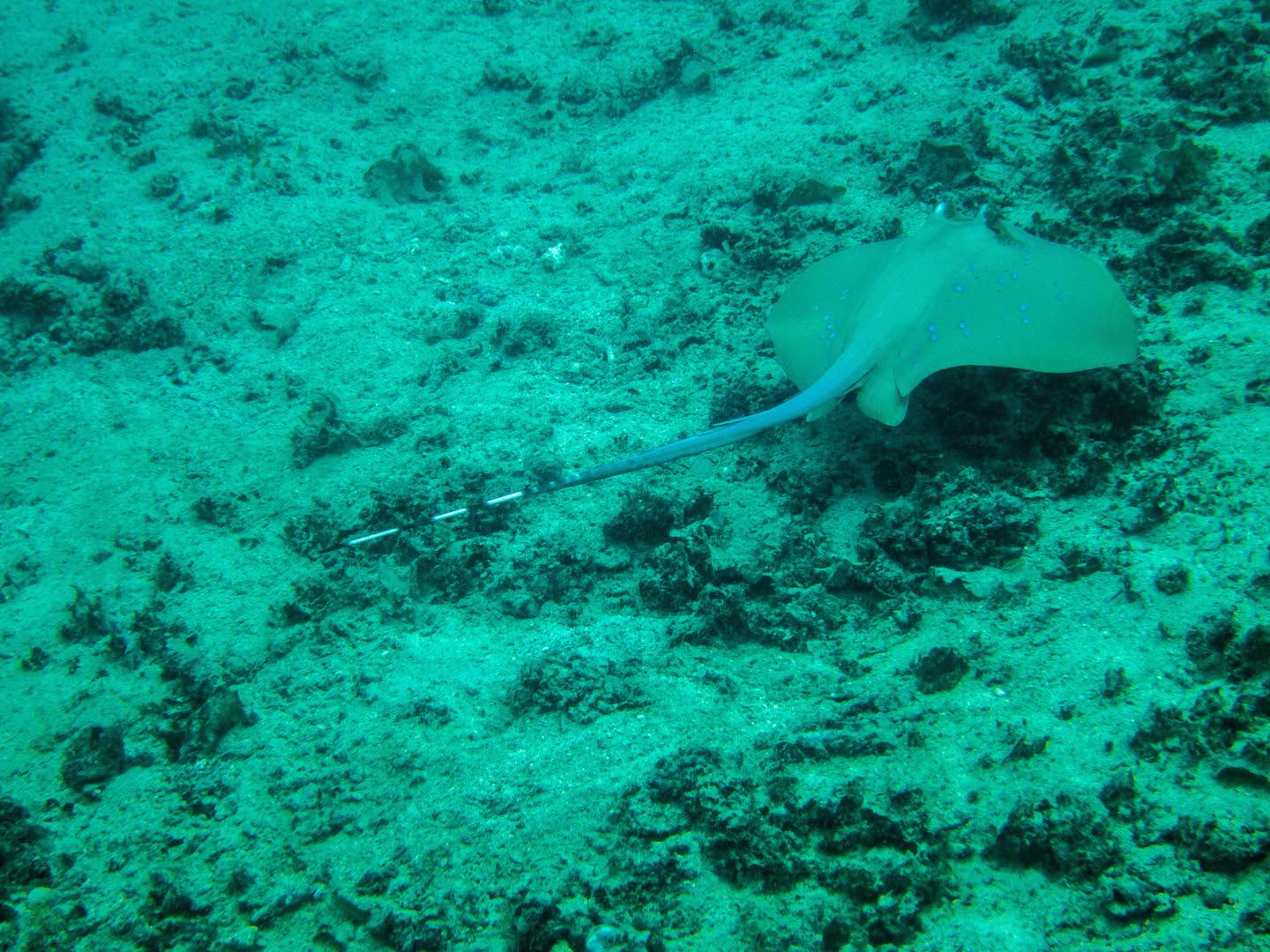 Blue spotted stingray, Natnat Dive Site, El Nido, Philippines