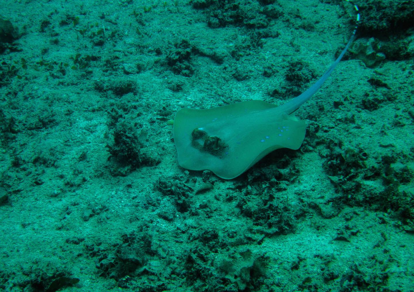 Stingray, Natnat Dive Site, El Nido, Philippines