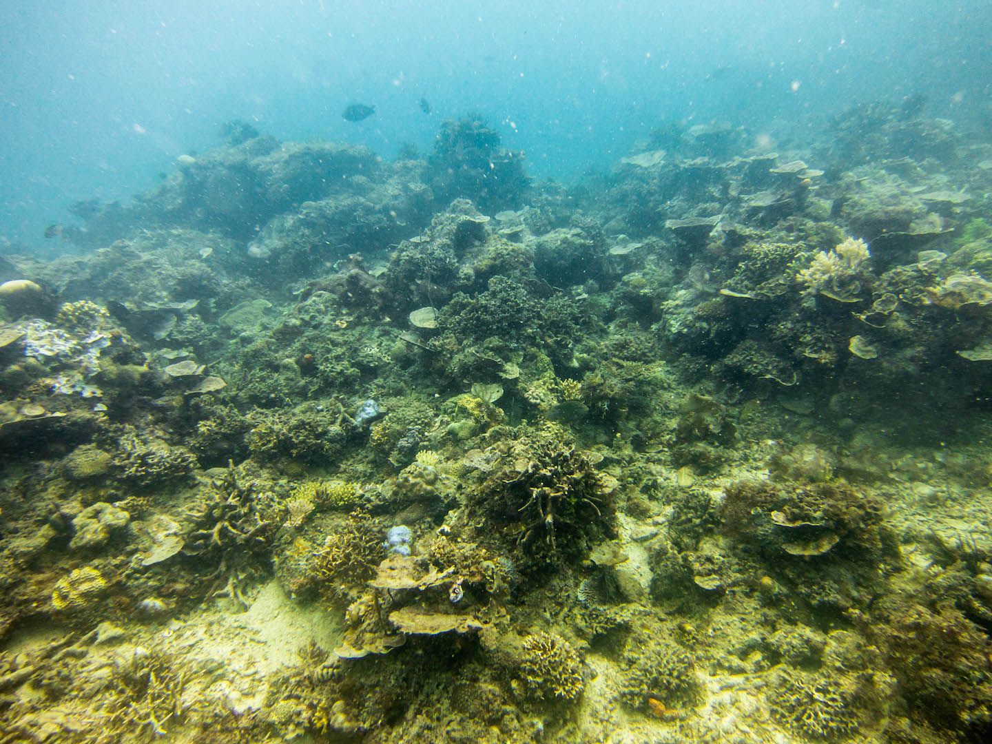 Seabed at Natnat Dive Site, El Nido, Philippines