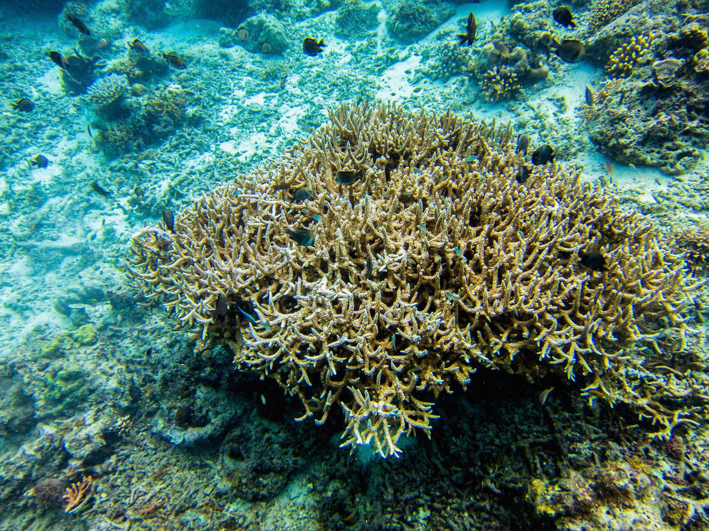 Corals at Twin Rocks Dive Site, El Nido, Philippines