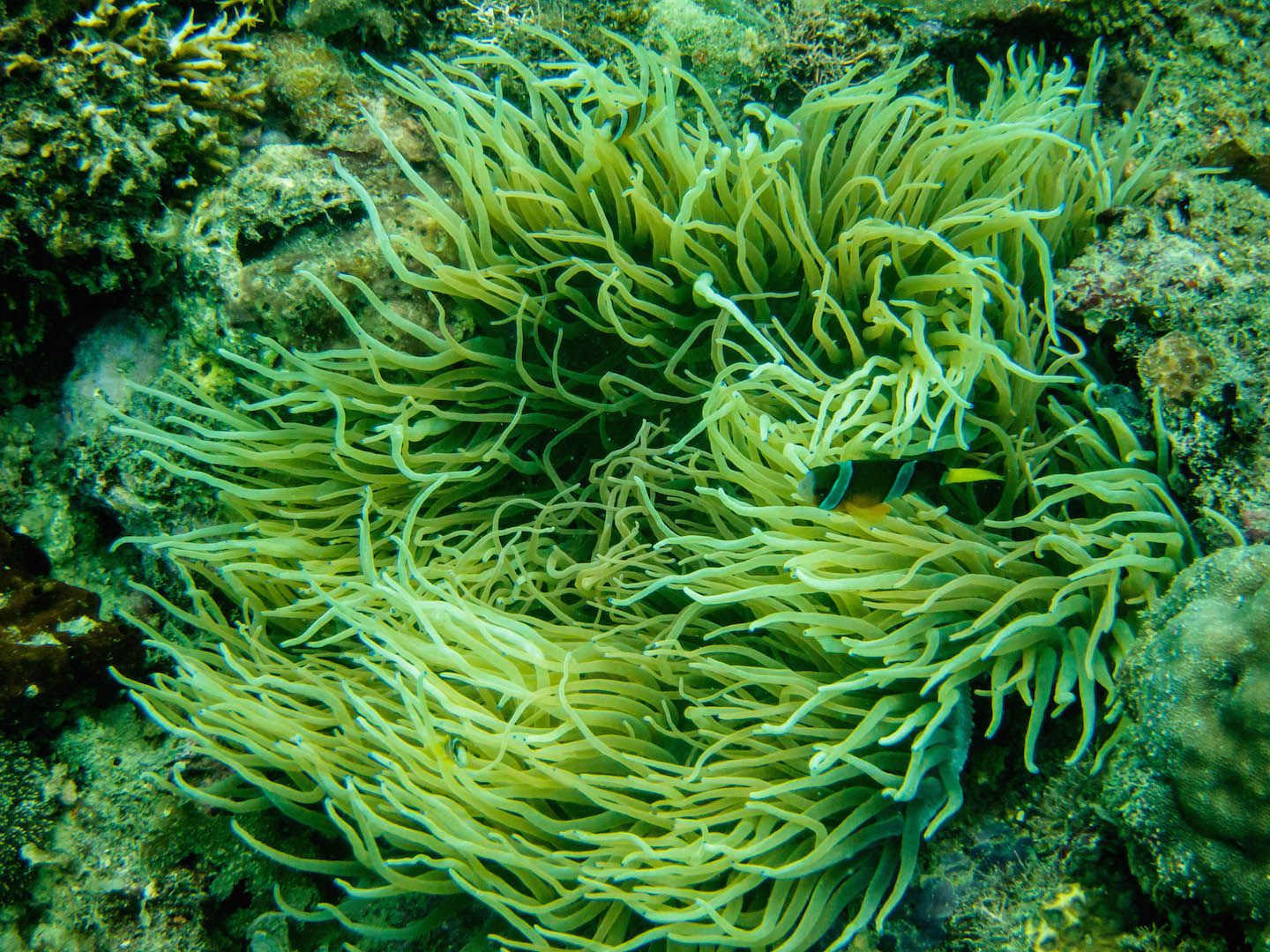 Anemone, Natnat Dive Site, El Nido, Philippines