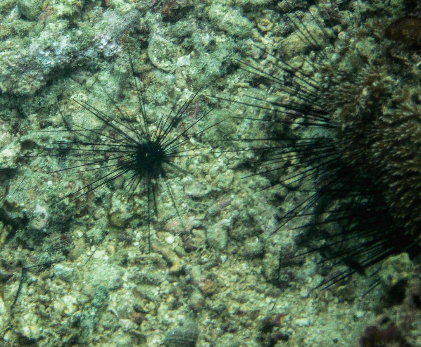 Sea urchin, Natnat Dive Site, El Nido, Philippines