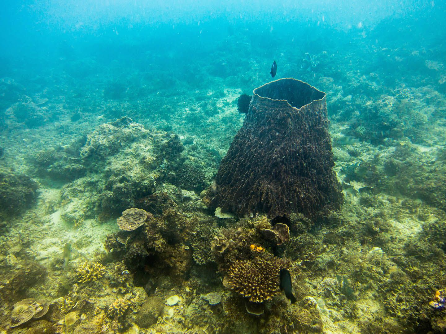 Barrel sponge, Natnat Dive Site, El Nido, Philippines
