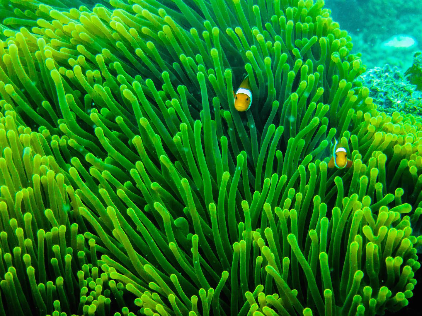 Clownfish at Natnat Dive Site, El Nido, Philippines