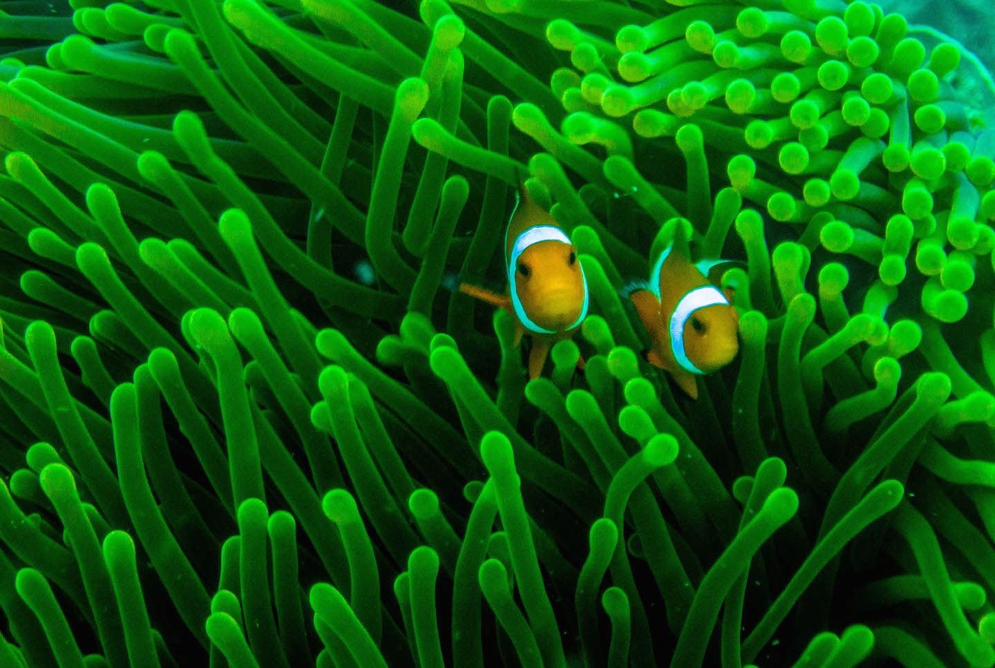 Clownfish close up, Natnat Dive Site, El Nido, Philippines