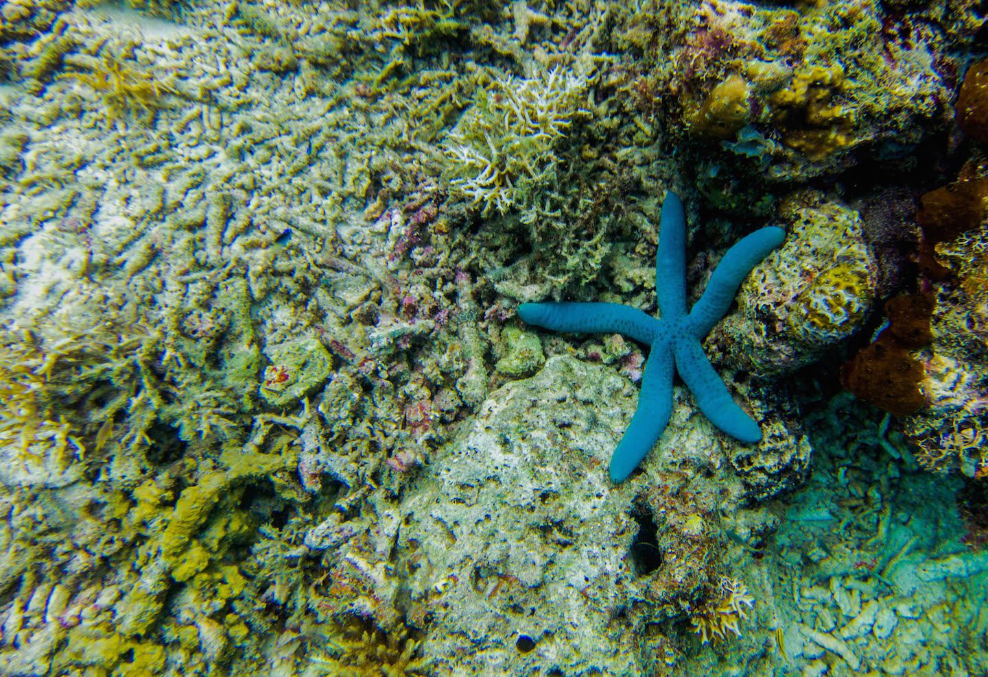 Starfish at Twin Rocks Dive Site, El Nido, Philippines