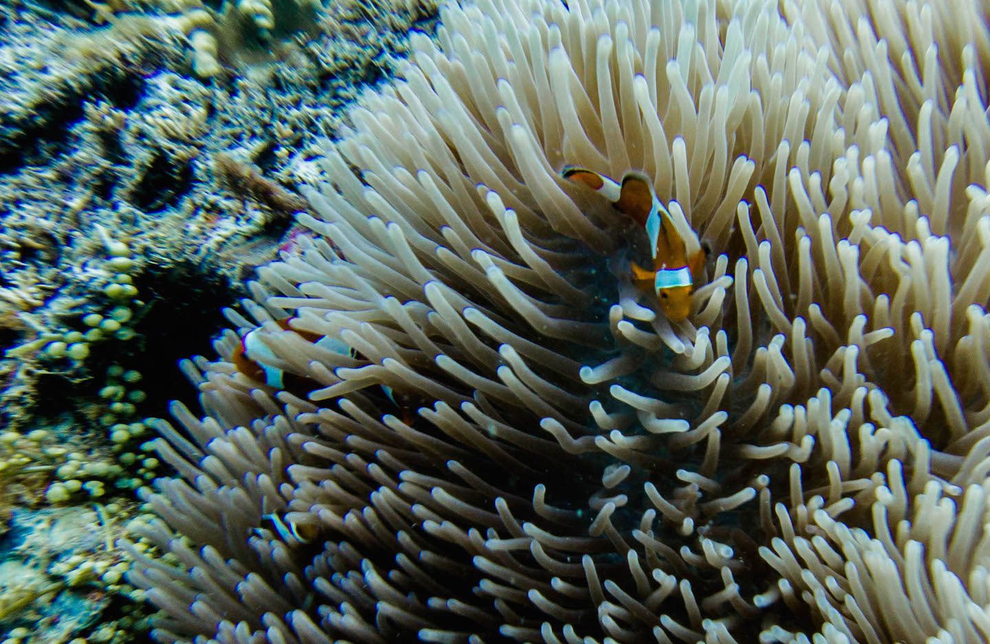Clown fish, Tunku Abdul Raman Marine Park, Malaysia