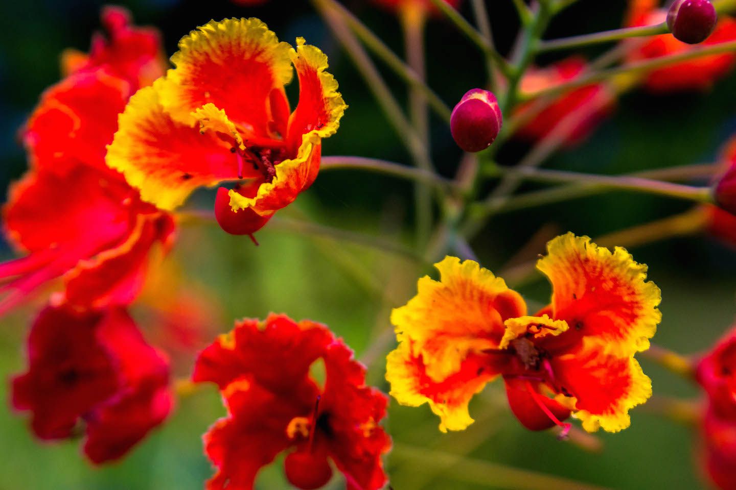 Beautiful flower in Tagaytag, Philippines