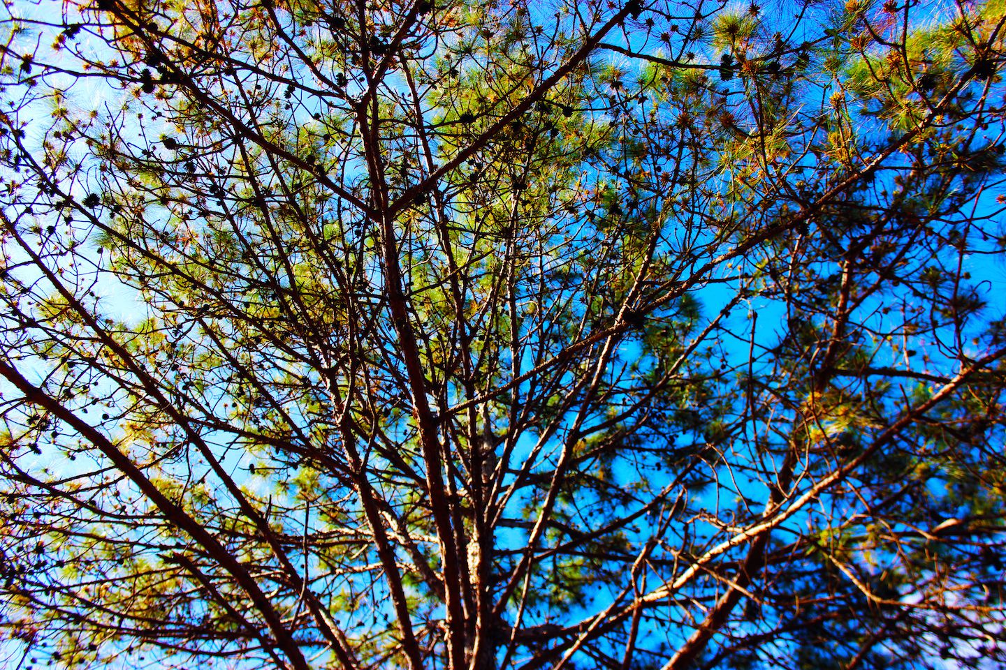 Pine tree, Kalaw, Myanmar