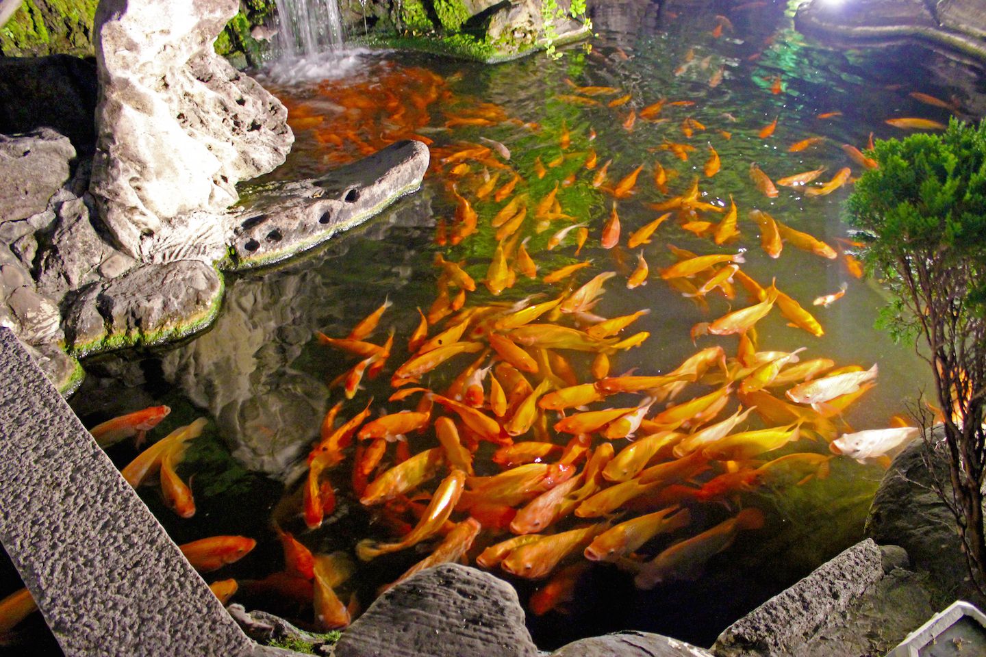 Pond with koi fish at Chihkan Tower in Tainan