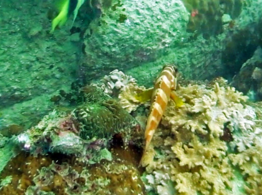 Red Banded Grouper, Hin Pee Wee Dive Site, Koh Tao, Thailand
