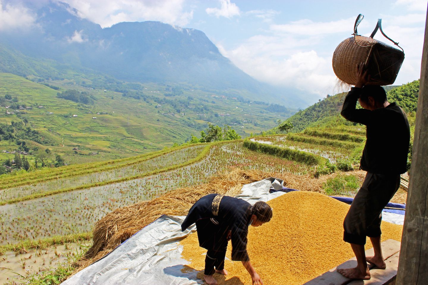 Separating the rice husks