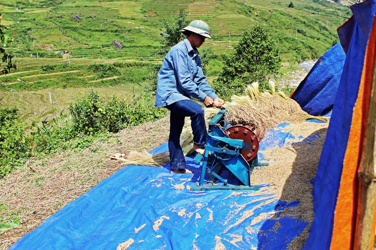 Removing rice husks
