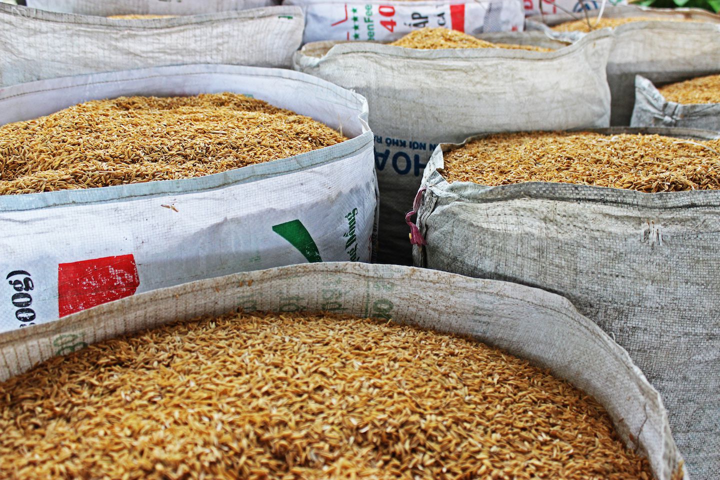 Rice bags