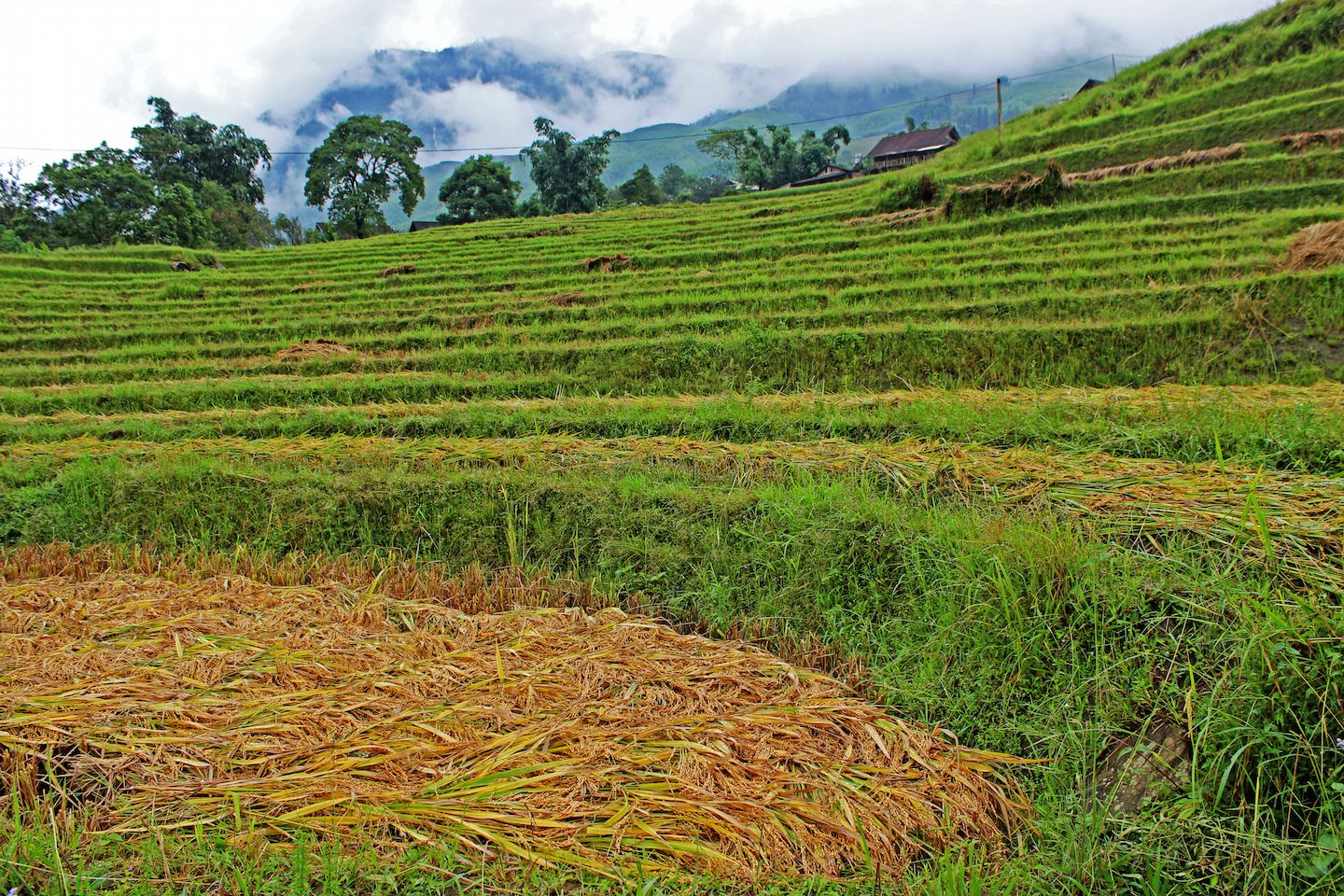 Rice harvest